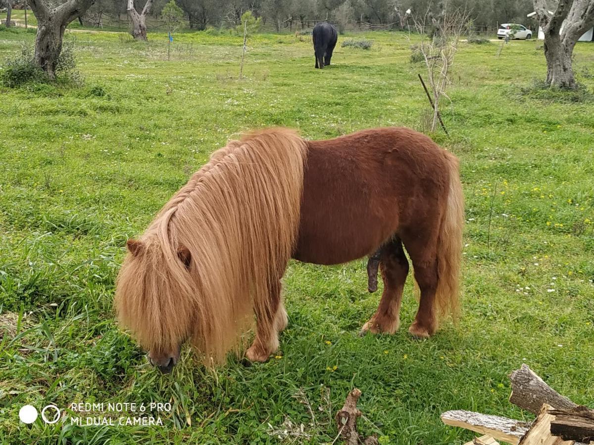 Casale Del Forno Villa Andrano Dış mekan fotoğraf