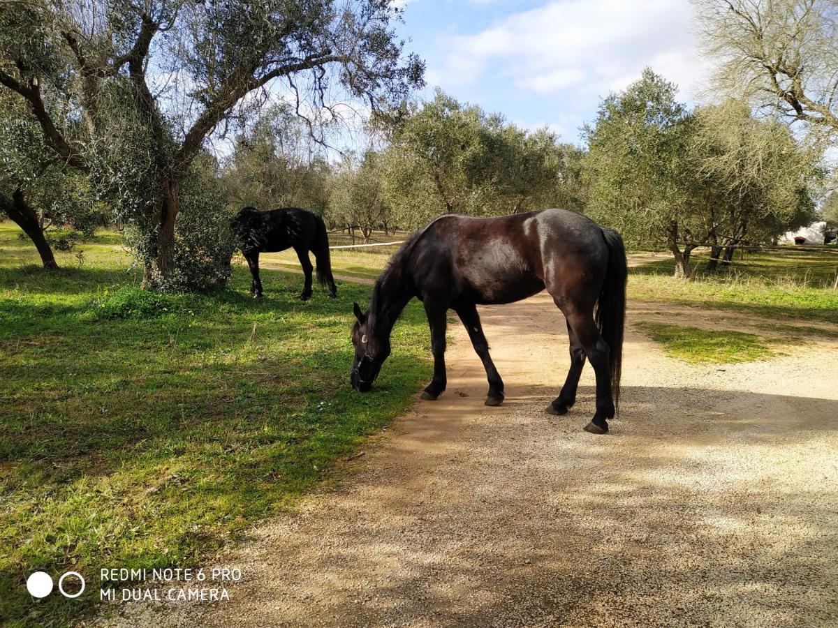 Casale Del Forno Villa Andrano Dış mekan fotoğraf